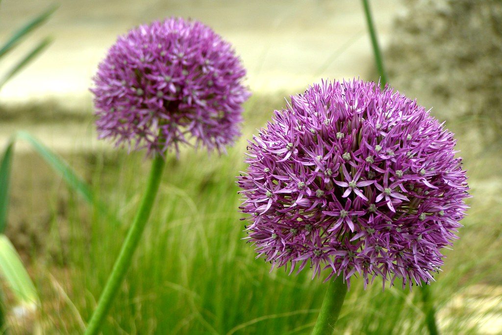 Zebra Hydrangea Hydrangea Wallpaper