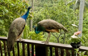 thumbs_peacocks-on-veranda