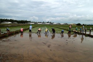 our-facilities-experimental-farming