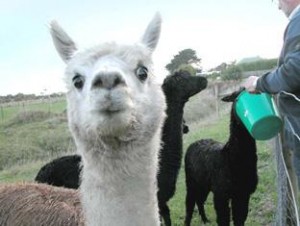 llamas