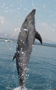 Swim with dolphin (13)