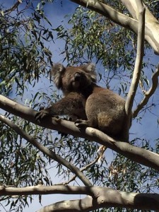 koala